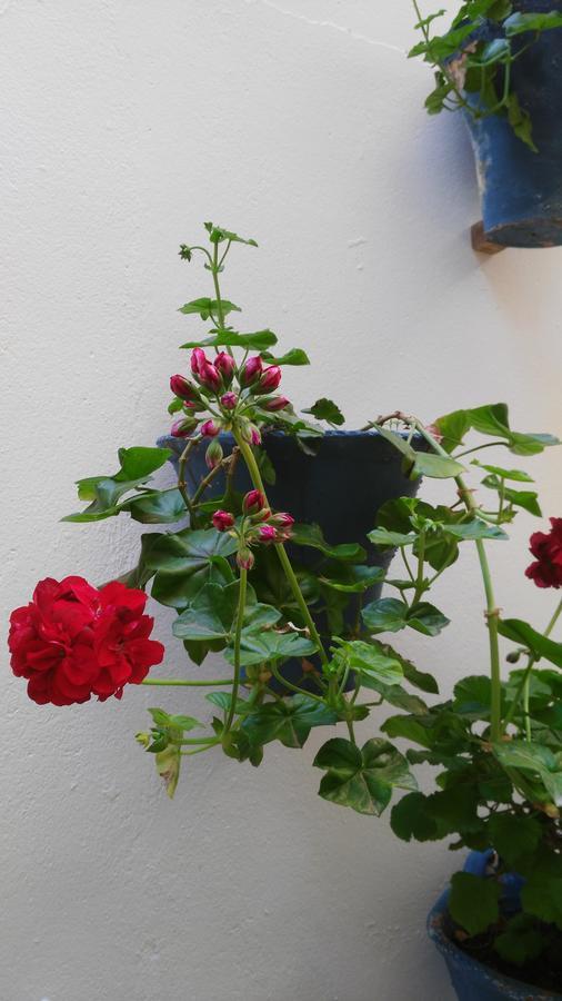 Hostal Azahar Kordoba Zewnętrze zdjęcie